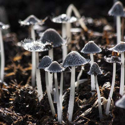 Termite Mushrooms